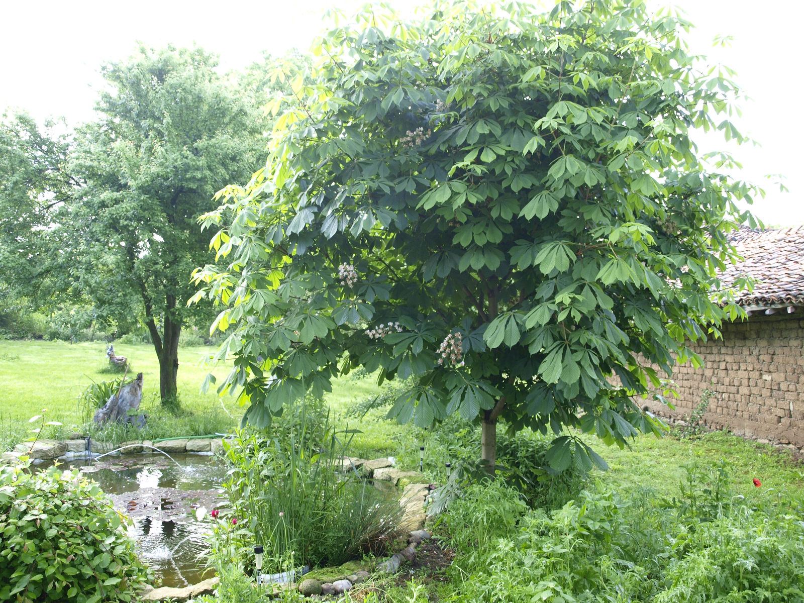 _5152383.JPG