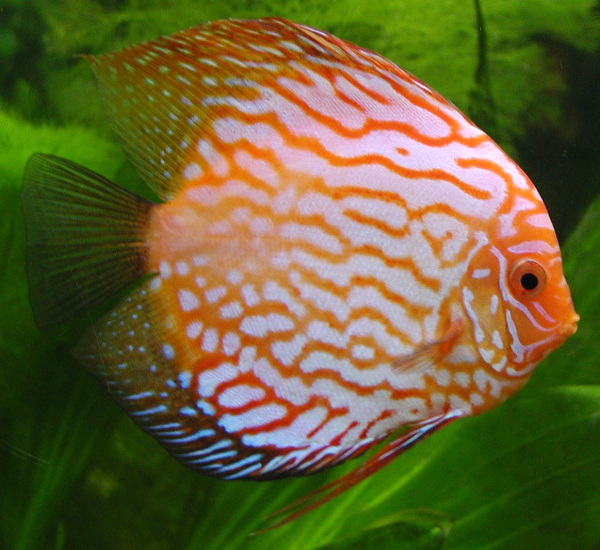 discus.jpg