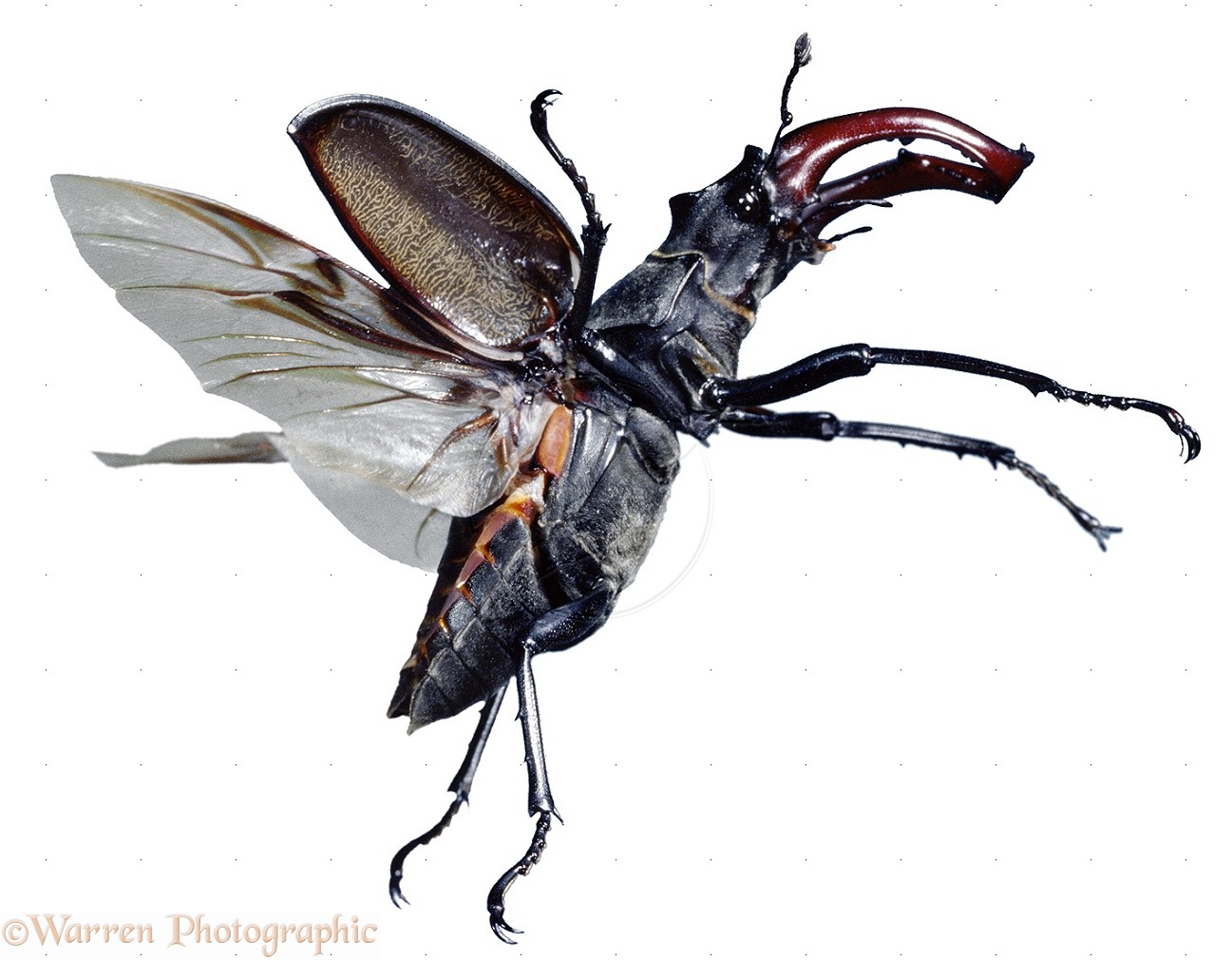 00803-Stag-Beetle-in-flight-white-background.jpg