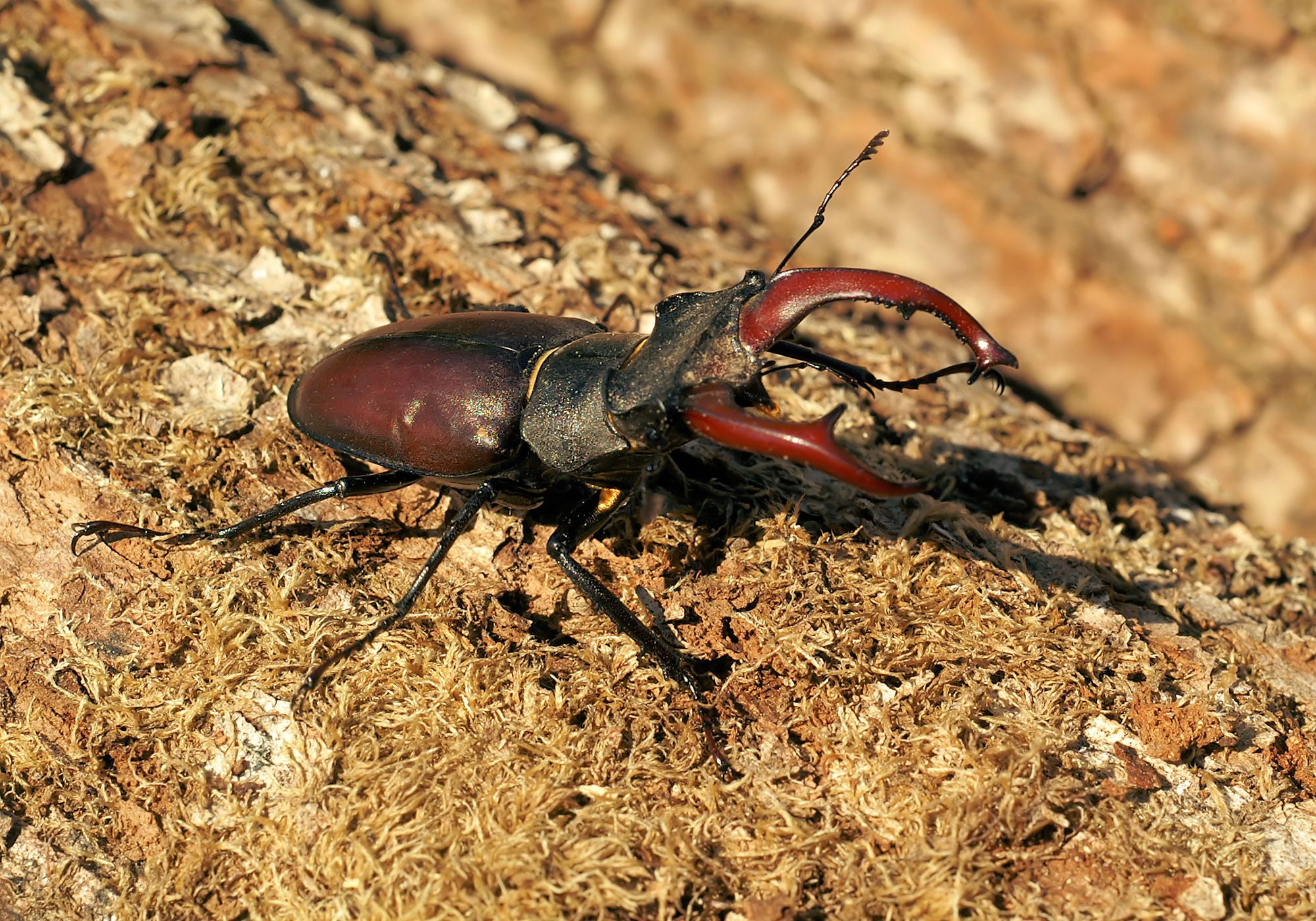 Lucanus_cervus_male_Saarland_22.jpg