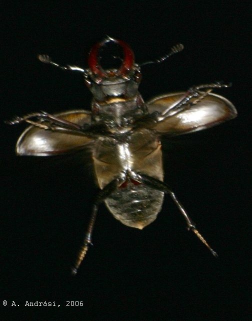 mlc3_aa_hu_06.jpg